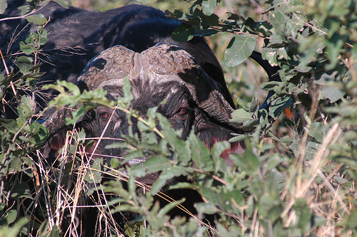 Botswana Safari Holidays Offer Eye Popping Excitement with Large Animal Encounters, Photo: dominik.kreutz, Flickr