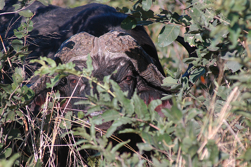 Botswana Safari Holidays Offer Eye Popping Excitement with Large Animal Encounters Botswana Safari Holidays Offer Eye Popping Excitement with Large Animal Encounters, Photo: dominik.kreutz, Flickr