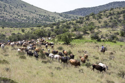 Price Canyon Ranch, Cattle is Moved Through Arizona Grassland, Photo provided by Price Canyon