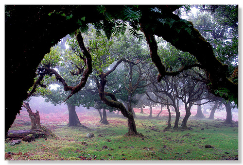Rich Vegetation Near Ribeira Funda, Madeira Rich Vegetation Near Ribeira Funda, Madeira, Photo: fxp, Flickr