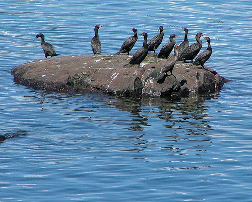 High Tide Turns Rock Formations Into Small Islands Used by Cormorants, Photo by headharbourlight, Flickr