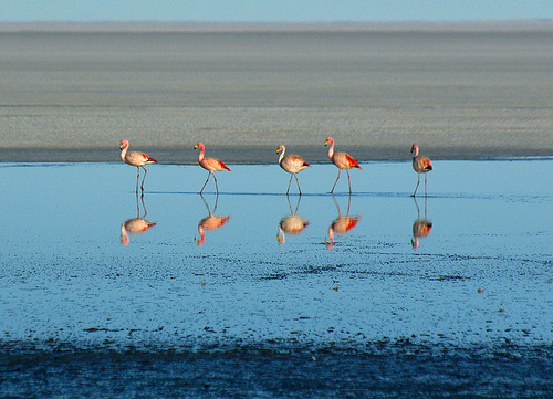 Pink Flamingos in Shallow Water Covering Salt Flats of Salar de Uyuni by Volcan Tunupa, Photo by Jessie Reeder, Flickr