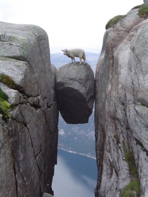 Fearless Sheep on Top of Kjeragbolten in Norway, Photo: 7ty9, Flickr