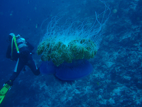 Scuba-Diver Encounters Huge Jellyfish in Maldives, Photo: stompy, Flickr Scuba-Diver Encounters Huge Jellyfish in Maldives, Photo: stompy, Flickr