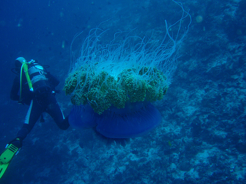 Scuba-Diver Encounters Huge Jellyfish in Maldives, Photo: stompy, Flickr