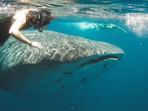 Swimming with Whale Sharks in Maldives, Photo: festeban, Flickr Swimming with Whale Sharks in Maldives, Photo: festeban, Flickr