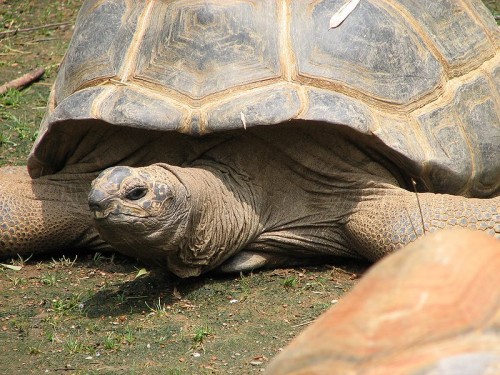 Aldabra Atoll - The Most Beautiful Atoll of the World, Photo: Trisha M Shears, Wikipedia