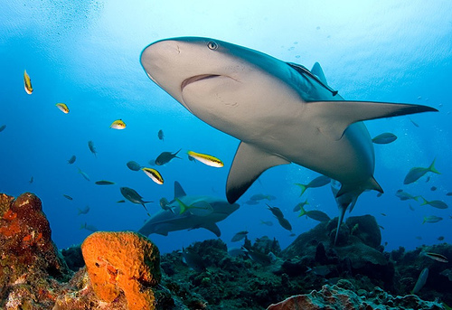 Lemon Shark Spotted During Scuba Diving Among the Coral Reef in The Bahamas, Photo: WIlly Volk, Flickr