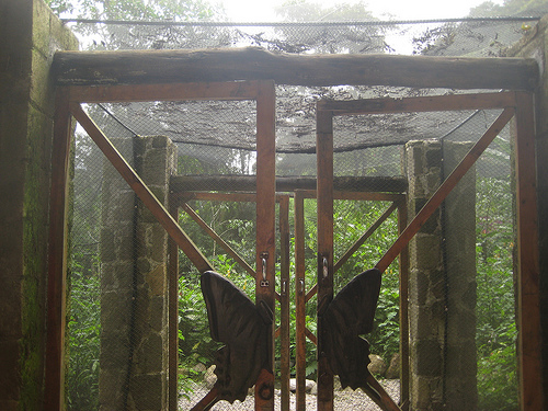 Butterfly Enclosure at Atitlan Sanctuary in Guatemala, Photo: t-dawg, Flickr