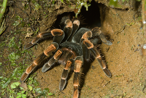 Orange Knee Tarantula Burrows at the Monteverde Cloud Forest Reserve, Photo: ClifB, Flickr