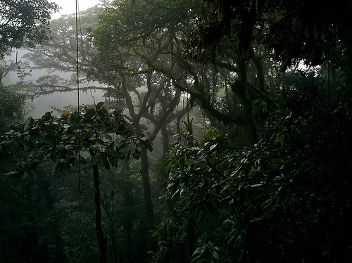 Virgin Rainforest of Monteverde Cloud Forest Reserve, Photo: slandete, Flickr Virgin Rainforest of Monteverde Cloud Forest Reserve, Photo: slandete, Flickr
