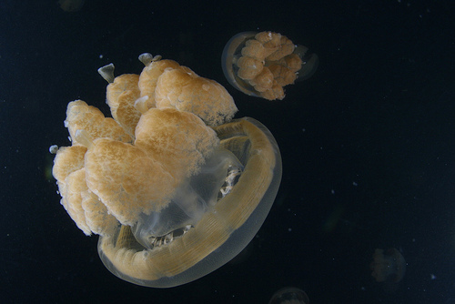 Swimming with the Jellyfish Could Easily Be The Best Thing You Will Have Done in Your Whole Life, Photo: Pacific Klaus, Flickr Swimming with the Jellyfish Could Easily Be The Best Thing You Will Have Done in Your Whole Life, Photo: Pacific Klaus, Flickr