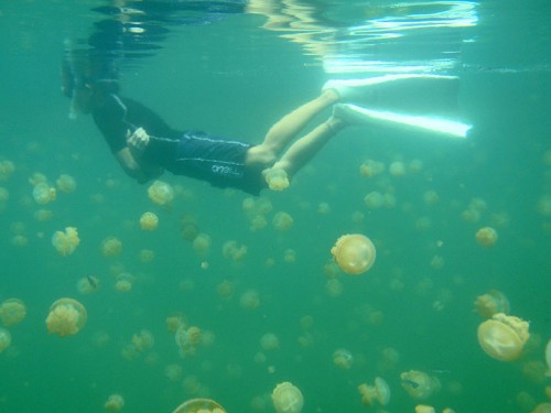 Jellyfish Lake in Palau - Where Swimming with the Jellies in Not Dangerous, Photo: tata_aka_T, Wikipedia Jellyfish Lake in Palau - Where Swimming with the Jellies in Not Dangerous, Photo: tata_aka_T, Wikipedia