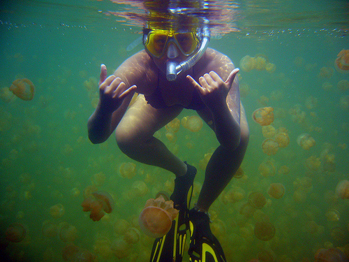 Swimming with the Jellyfish in Palau, Photo: aSIMULAtor, Flickr Swimming with the Jellyfish in Palau, Photo: aSIMULAtor, Flickr