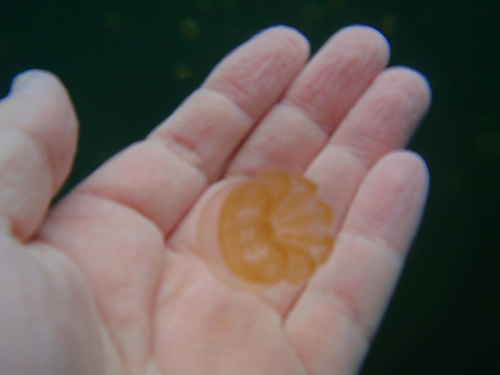 It Is OK to Gently Touch the Jellyfish, Just Don't Pull Them Out of the Water, Photo: tata_aka_T, Flickr It Is OK to Gently Touch the Jellyfish, Just Don't Pull Them Out of the Water, Photo: tata_aka_T, Flickr
