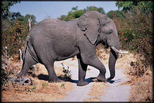 Elephant Crossing the Road in Moremi Wildlife Reserve, Botswana, Photo: Ian Sewell, Wikipedia