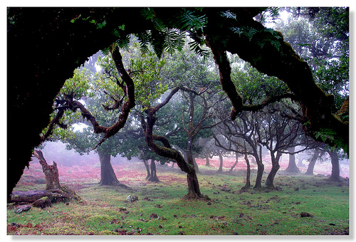 Rich Vegetation Near Ribeira Funda, Madeira, Photo: fxp, Flickr