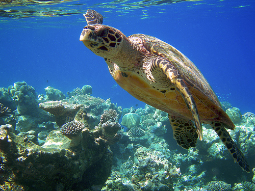 Sea Turtle Swimming in Clear Waters of Maldives, Photo: eNil, Flickr