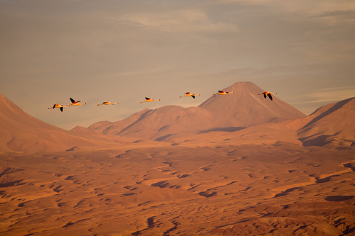 Atacama Desert in Chile at Sunset with Andes in the Background, Photo: plαdys, Flickr