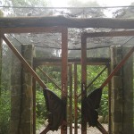 Butterfly Enclosure at Atitlan Sanctuary in Guatemala, Photo: t-dawg, Flickr