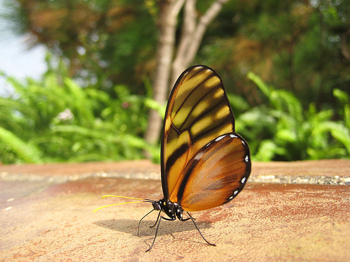 Mariposa Libre Specimen at Atitlan Butterfly Sanctuary near Panajachel, Photo: t-dawg, Flickr