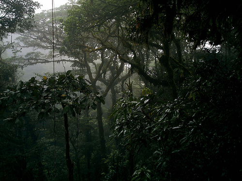 Virgin Rainforest of Monteverde Cloud Forest Reserve, Photo: slandete, Flickr