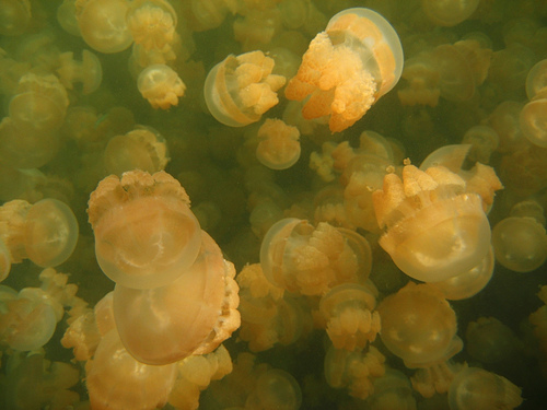 Congregation of Millions of Jellies in the Jellyfish Lake in Palau, Photo: tobze, Flickr