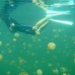 Jellyfish Lake on Eil Malk island in Palau Jellyfish Lake in Palau - Where Swimming with the Jellies in Not Dangerous, Photo: tata_aka_T, Wikipedia
