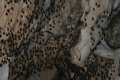 During the Day, Bats Sleep Upside Down Within the Caves of Khao Yai, Photo: whitecat sg, Flickr