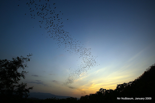 Bats Flying Out of the Caves of Khao Yai National Park in Thailand at Sunset, Photo: Nir Nußbaum, Flickr
