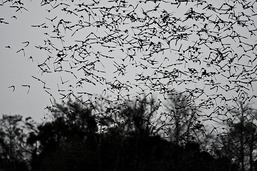Millions of Bats Fly Out of the Caves at Dusk in Khao Yai National Park, Thailand, Photo: stijnbokhove, Flickr