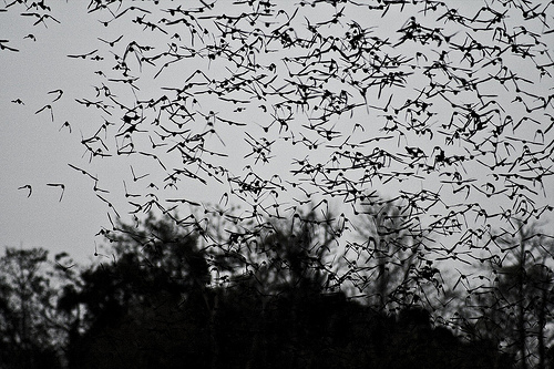 Millions of Bats Fly Out of the Caves at Dusk in Khao Yai National Park, Thailand, Photo: stijnbokhove, Flickr Millions of Bats Fly Out of the Caves at Dusk in Khao Yai National Park, Thailand, Photo: stijnbokhove, Flickr