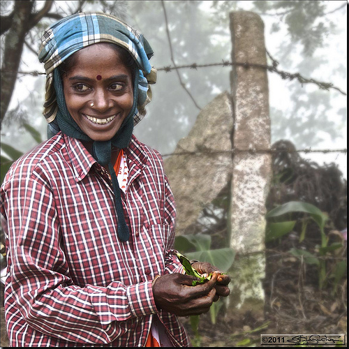 Native Girl Working at the Kolukkumalai Tea Plantation, Photo: sguà!, Flickr Native Girl Working at the Kolukkumalai Tea Plantation, Photo: sguà!, Flickr