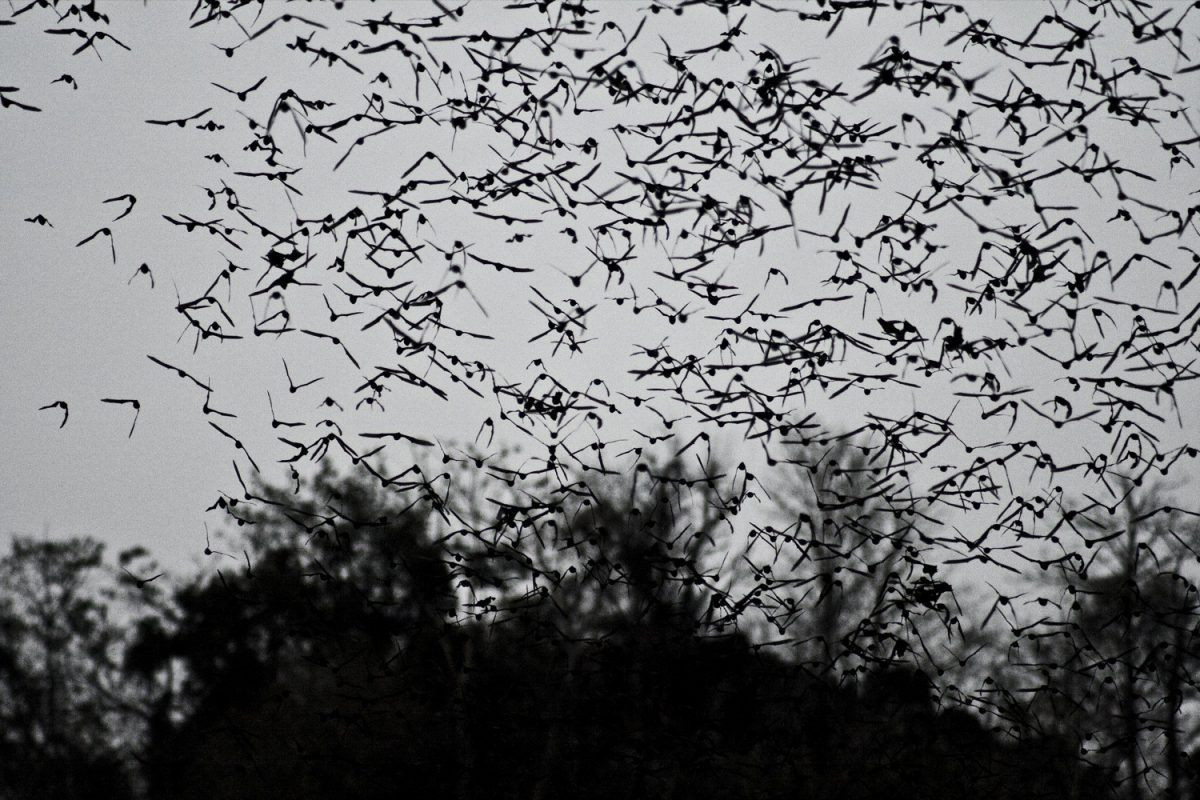 Millions of Bats Flying Out of a Cave in Khao Yai National Park, Photo by Stijn Bokhove, Flickr