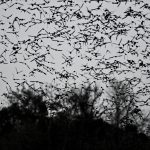 Millions of Bats Flying Out of a Cave in Khao Yai National Park, Photo by Stijn Bokhove, Flickr