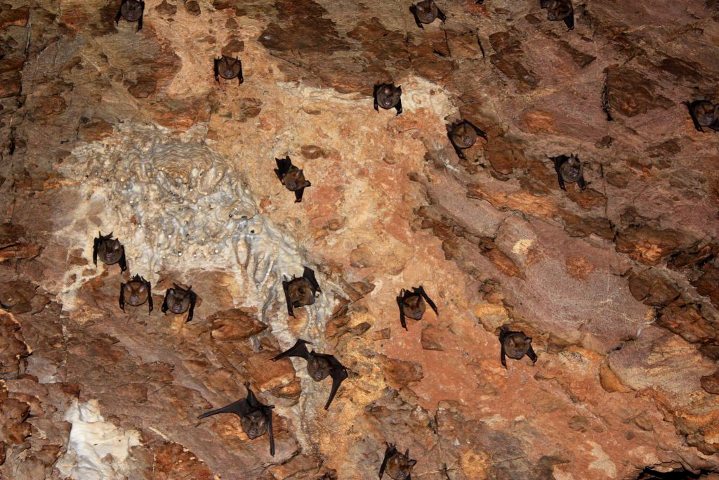 Bats Sleeping Upside Down Inside a Cave Near Pak Chong, Thailand, Photo by sk, Flickr