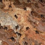 Bats Sleeping Upside Down Inside a Cave Near Pak Chong, Thailand, Photo by sk, Flickr