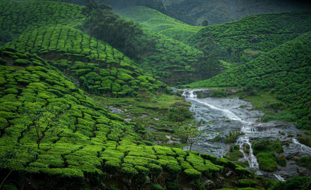 Stream Running Through Kolukkumalai Tea Estate in Munnar, India, Photo by Gigin Krishnan, Unsplash