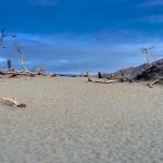 Desert Art: Mesquite Sand Dunes' Trees Standing Against the Elements