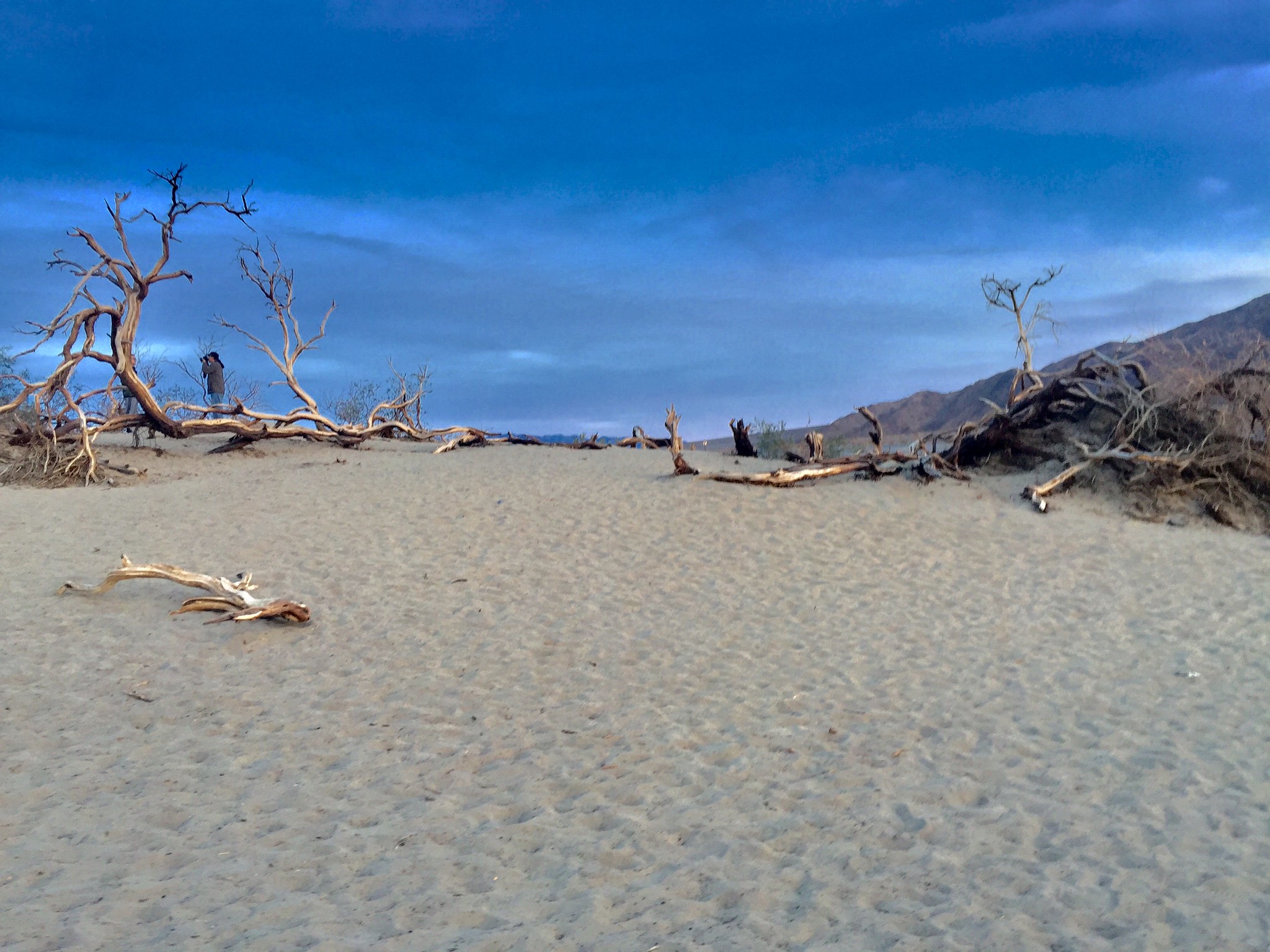 Desert Art: Mesquite Sand Dunes' Trees Standing Against the Elements