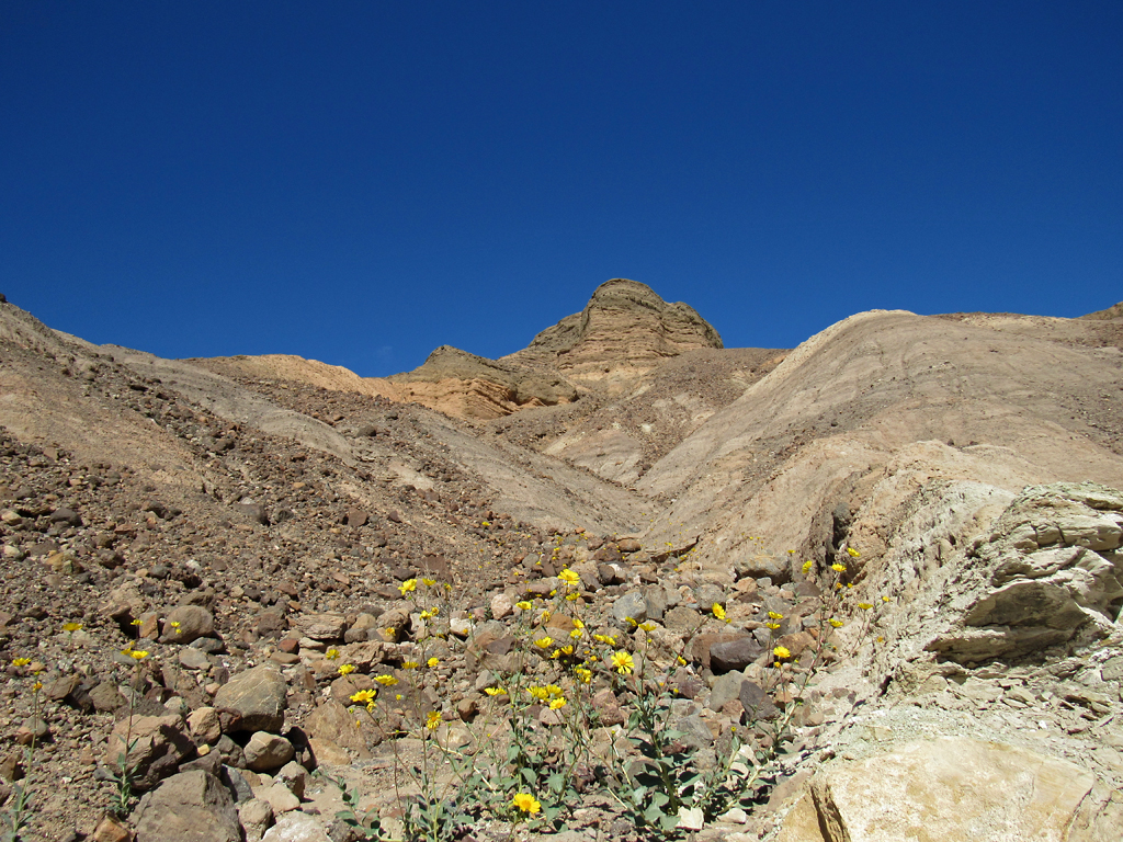 Yellow Flowers on Desert Floor of Zabriskie Point Trail at Death Valley National Park