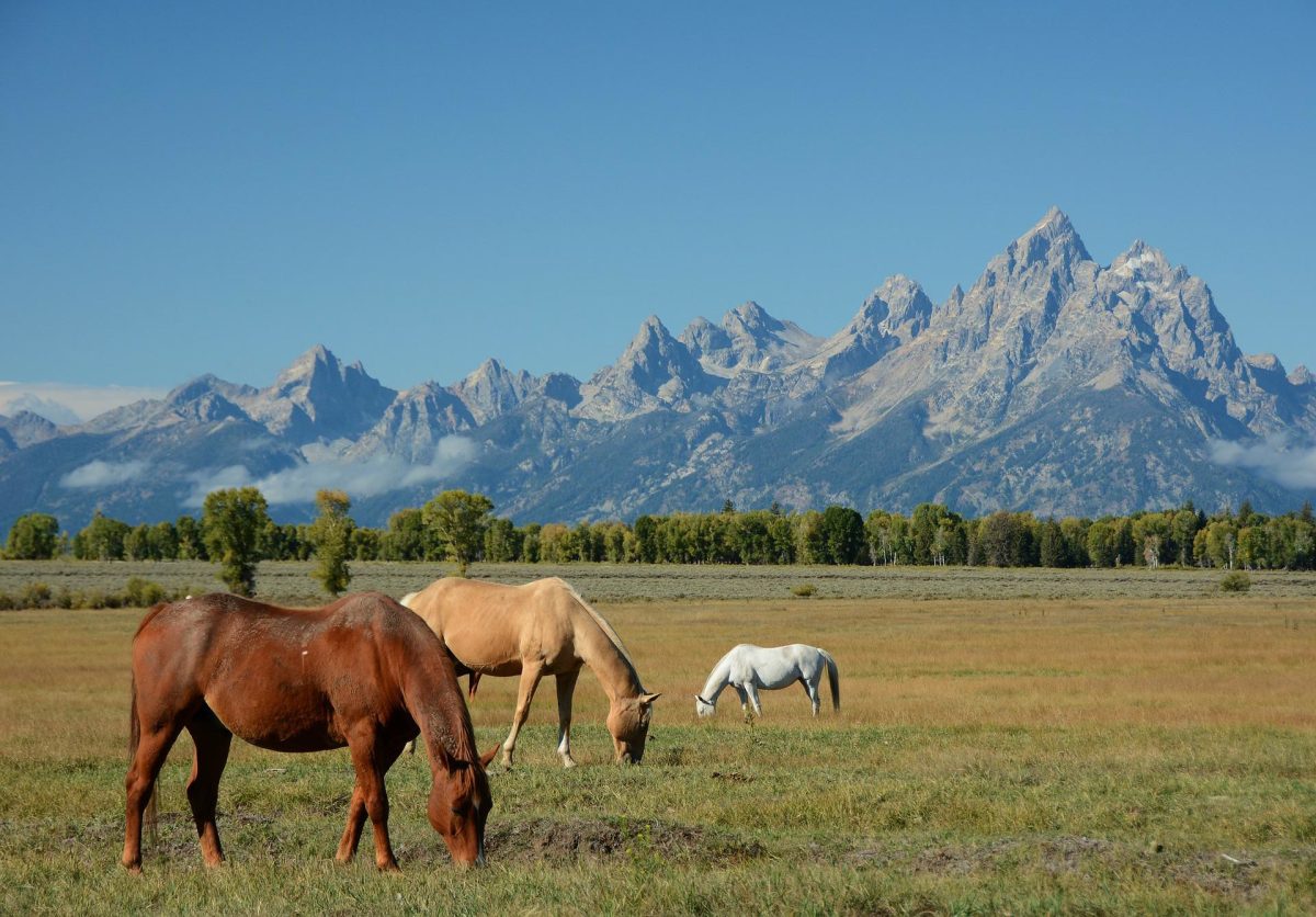Horses, Mountains, Landscape - This Is Wyoming, USA