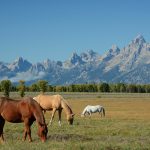Horses, Mountains, Landscape - This Is Wyoming, USA
