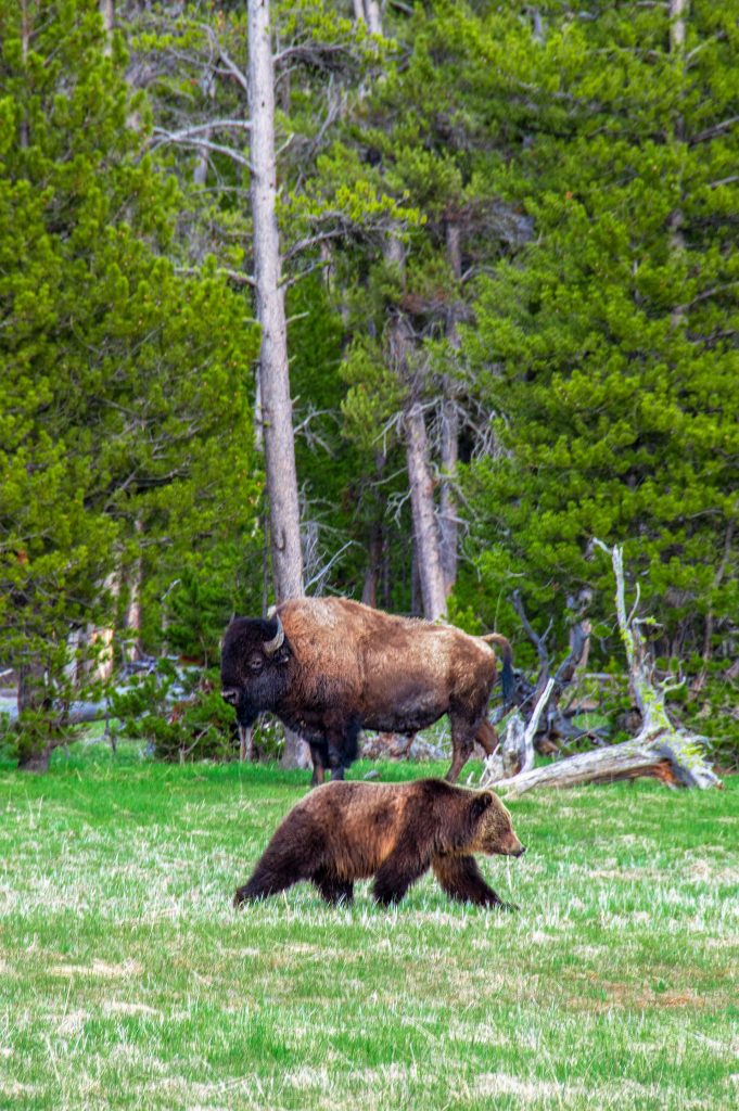 Grizzly Bear and Bison in Yellowstone National Park, Photo by Steven Cordes, Unsplash