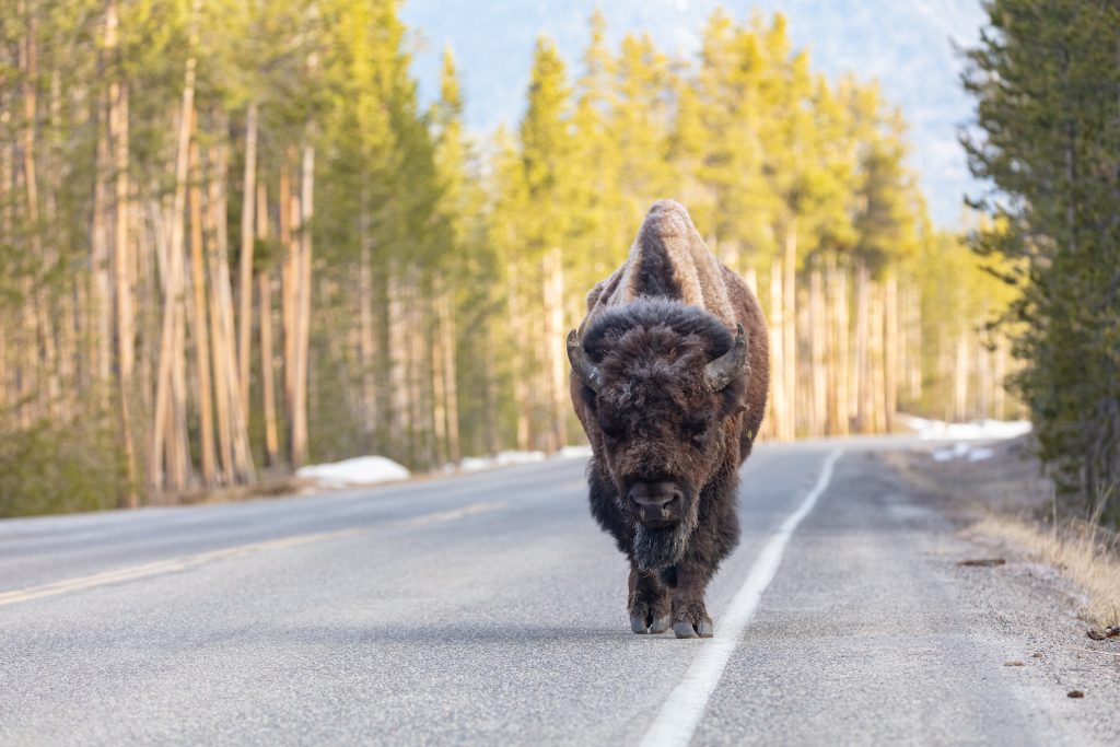 American Bison on Road long Firehole River in Yellowstone National Park, Photo by NPS Jacob W. Frank, Flickr